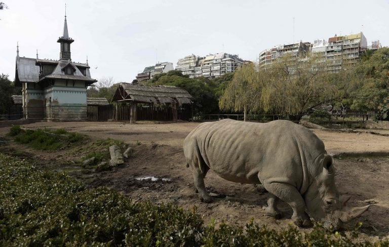 Ecoparque de Buenos Aires
AFP PHOTO / JUAN MABROMATA