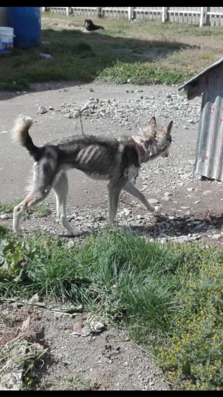 "Loba" en estado de desnutrición.