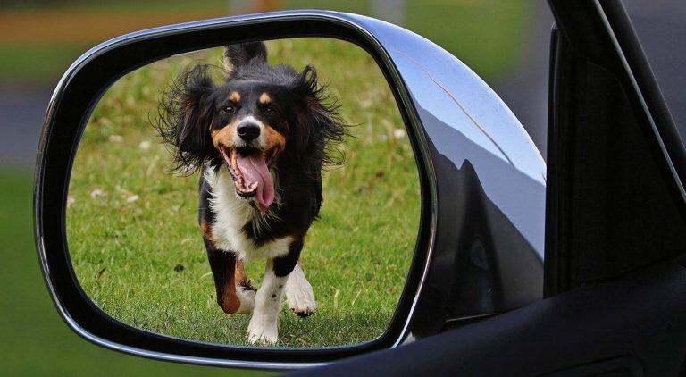 Cuidado de las mascotas para el viaje de vacaciones.