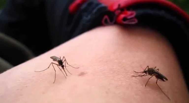 Dengue: 1.600 casos sopechosos en revisión en Salvador Mazza