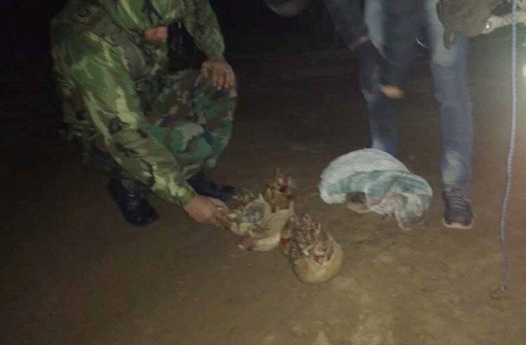 Los multaron por matar corzuelas, quirquinchos y chanchos en Salta. (Policía de Salta)