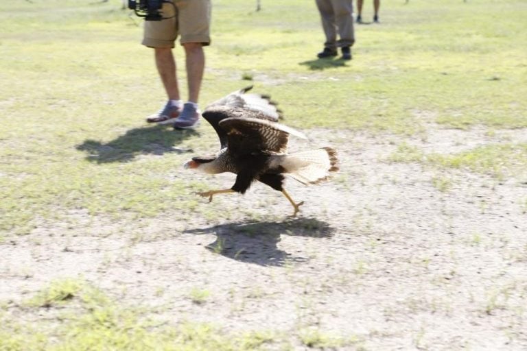 Aves de tráfico ilegal en Córdoba (Municipalidad de Córdoba)