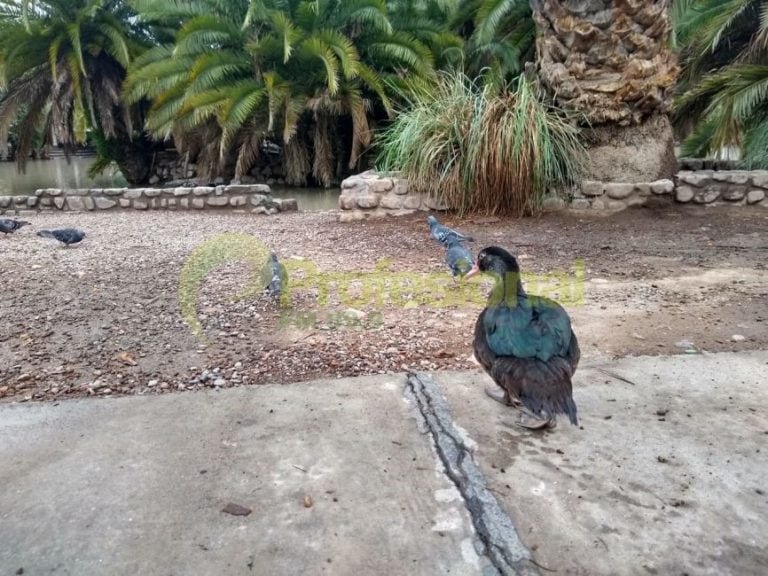 Patos Parque San Martín (FM Profesional)