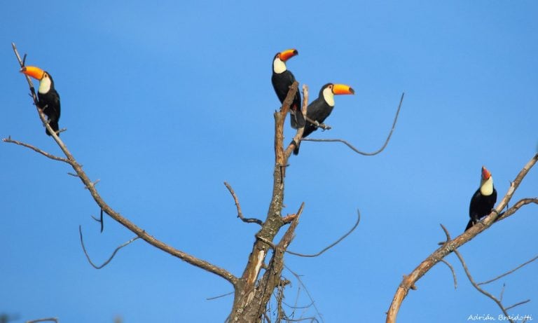 Hbuo ya varias causas incluyendo tres adolescentes que torturaron un tucán hasta matarlo (web Aves Argentinas)