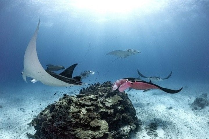 La mantarraya tiene una mutación genética por la cual es rosa.