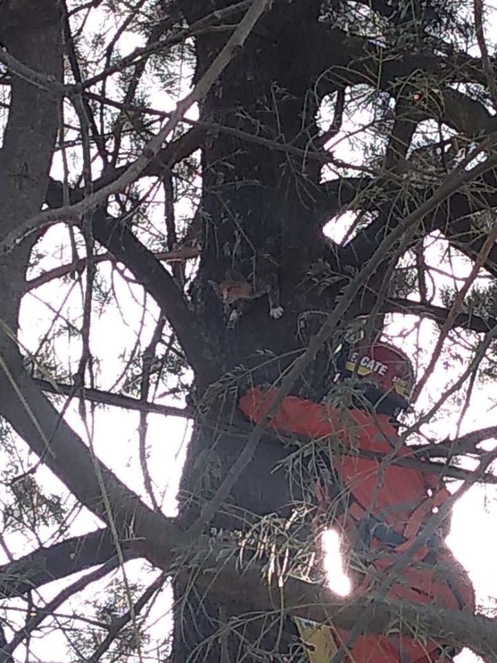 Rescate de una gatita por Bomberos Voluntarios Arroyito