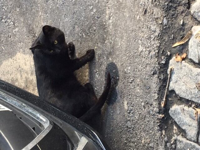 "Tripita", un gatito que fue operado por un prolapso rectal, y ahora está en tránsito. Facebook/GatosdePalestinayGuardiaVieja