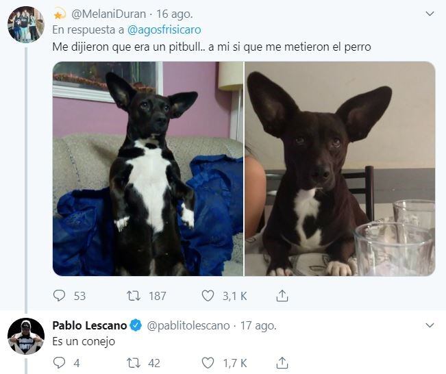 El hilo sobre perritos que iban a ser de raza, pero no. (Foto: captura Twitter)