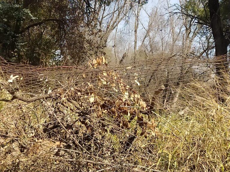 Malezas altas y hasta "animales muertos", denuncian vecinos del sector. (Foto: prensa concejala Lenci).