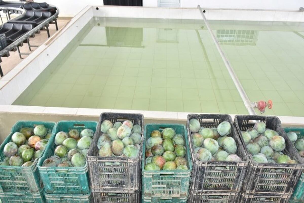 Mangos formoseños parten hacia los mercados nacionales