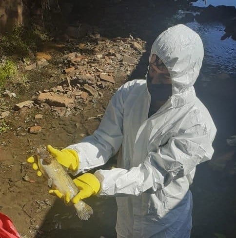 Peces muertos en el arroyo Vicario de Posadas serán analizados para determinar la causa de la mortandad. (Municipalidad de Posadas)