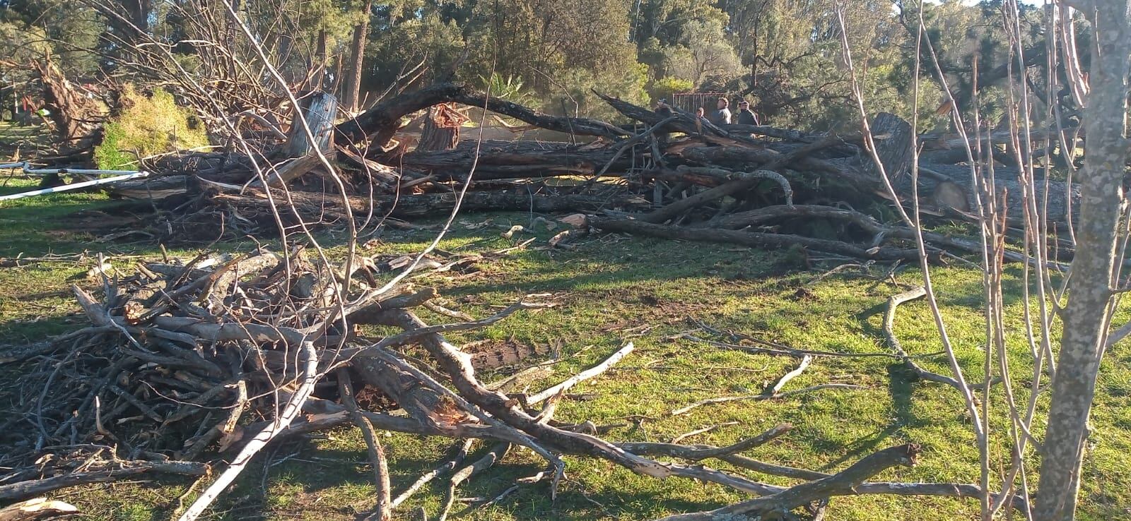 Luego de la caída de un árbol la municipalidad trabaja en el Parque Cabañas