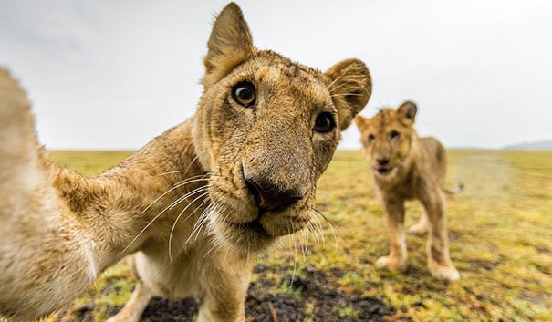 Las mejores selfies de animales. (Foto: Twitter)