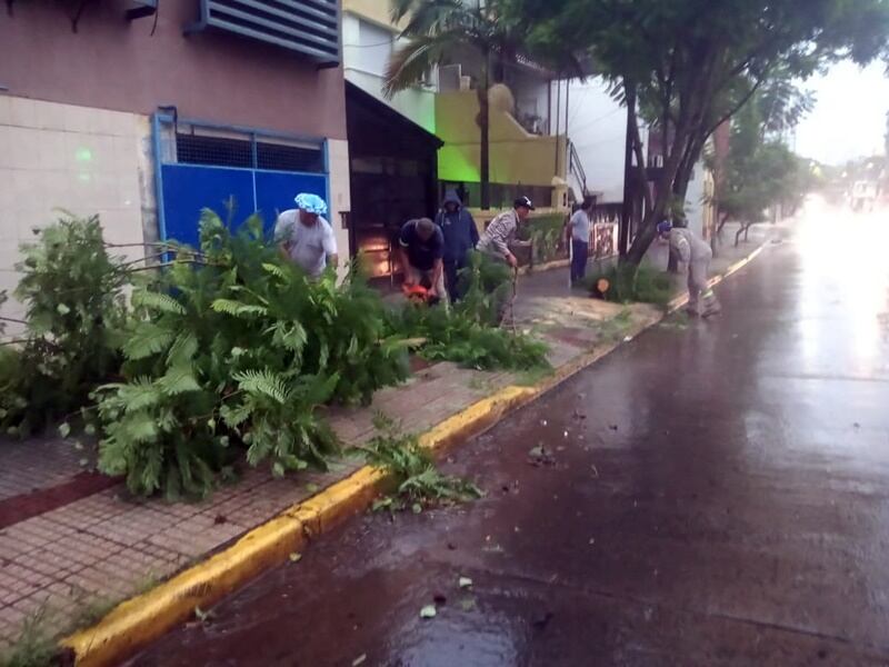 Posadas: tormenta y fuertes vientos provocaron la caída de árboles