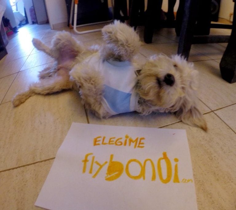 Max, el perrito cuyo nombre será el del quinto avión de Flybondi.