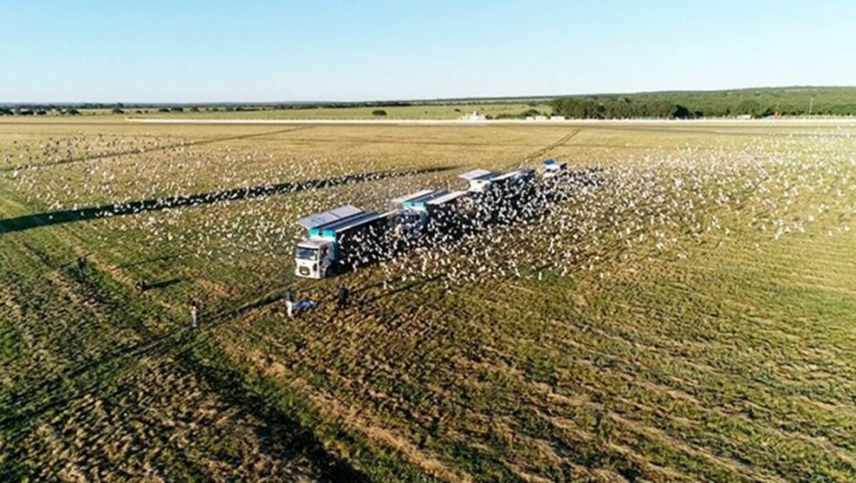 Suelta de veinte mil palomas en el Autódromo Provincia de La Pampa