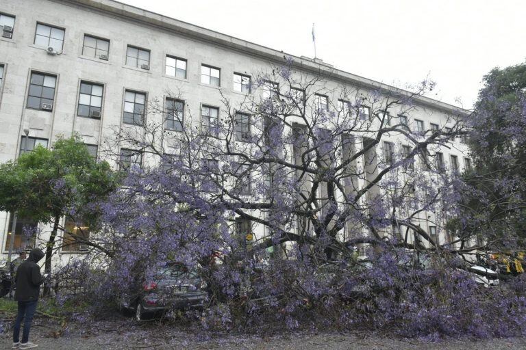 El jacarandá destrozó cinco vehículos estacionados en la plaza del Foro.