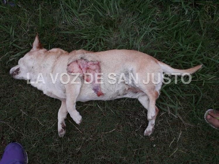 Denuncia por presunto maltrato de un perro en el barrio Bouchard de San Francisco.