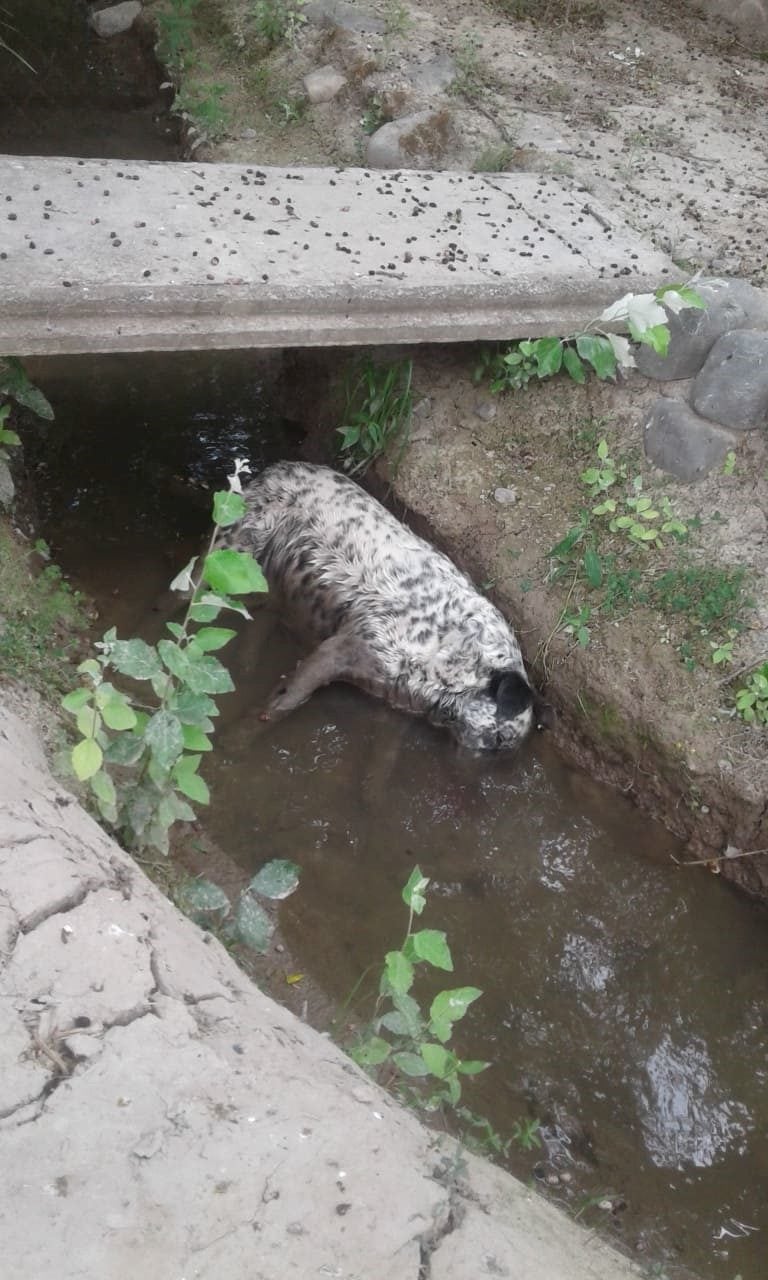 Perros envenenados en San Luis.