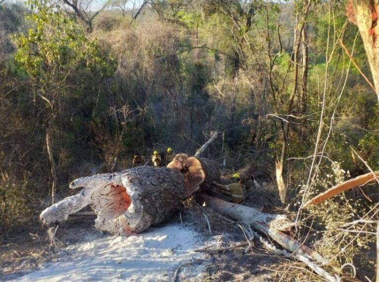 El fuego consume por dentro el enorme tronco de un añejo árbol de grandes dimensiones, en las yungas jujeñas.