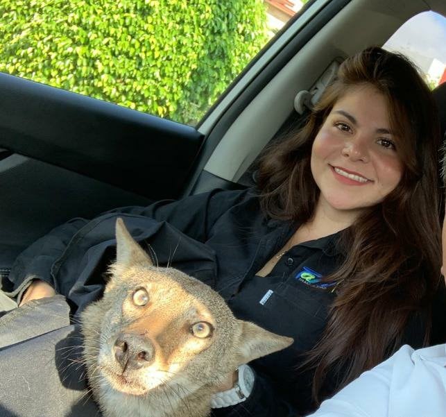 Una joven rescató a un perro herido pero resultó ser un coyote salvaje (Foto: Twitter)