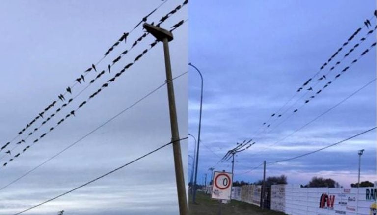 Las aves cortan cables eléctricos y de Internet.