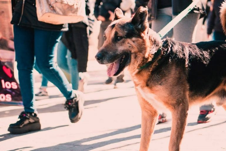 "Cabezón Osito Cannabis" el perro mas adorado por todos los puntanos.