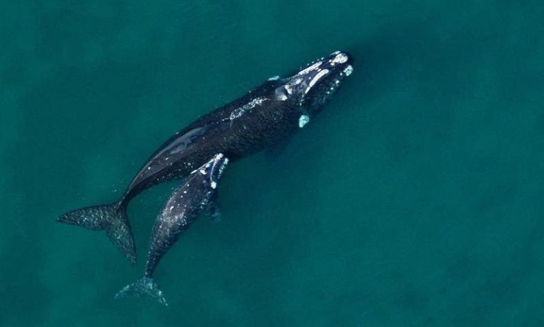 Luego, se consultaron antiguos registros del peso de ballenas francas capturadas por la industria ballenera del Pacífico norte, calculándose los pesos parciales del esqueleto, la grasa y los órganos internos.