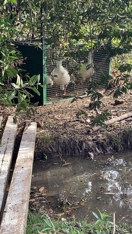 Crece la polémica en un country de Berazategui por expulsar animales porque "molestaban" a los vecinos