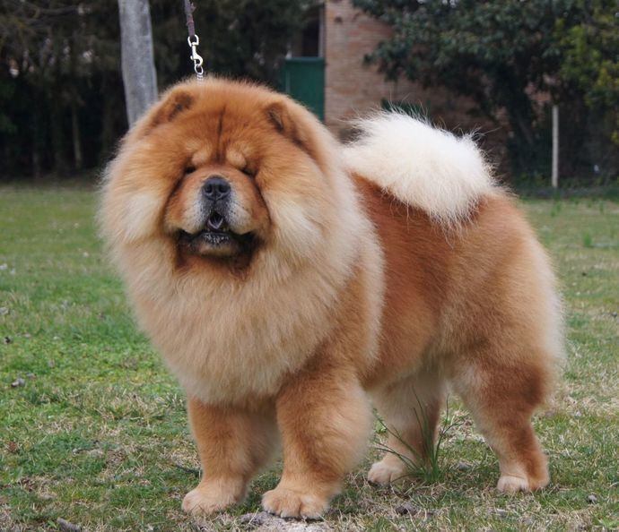 Chow chow.