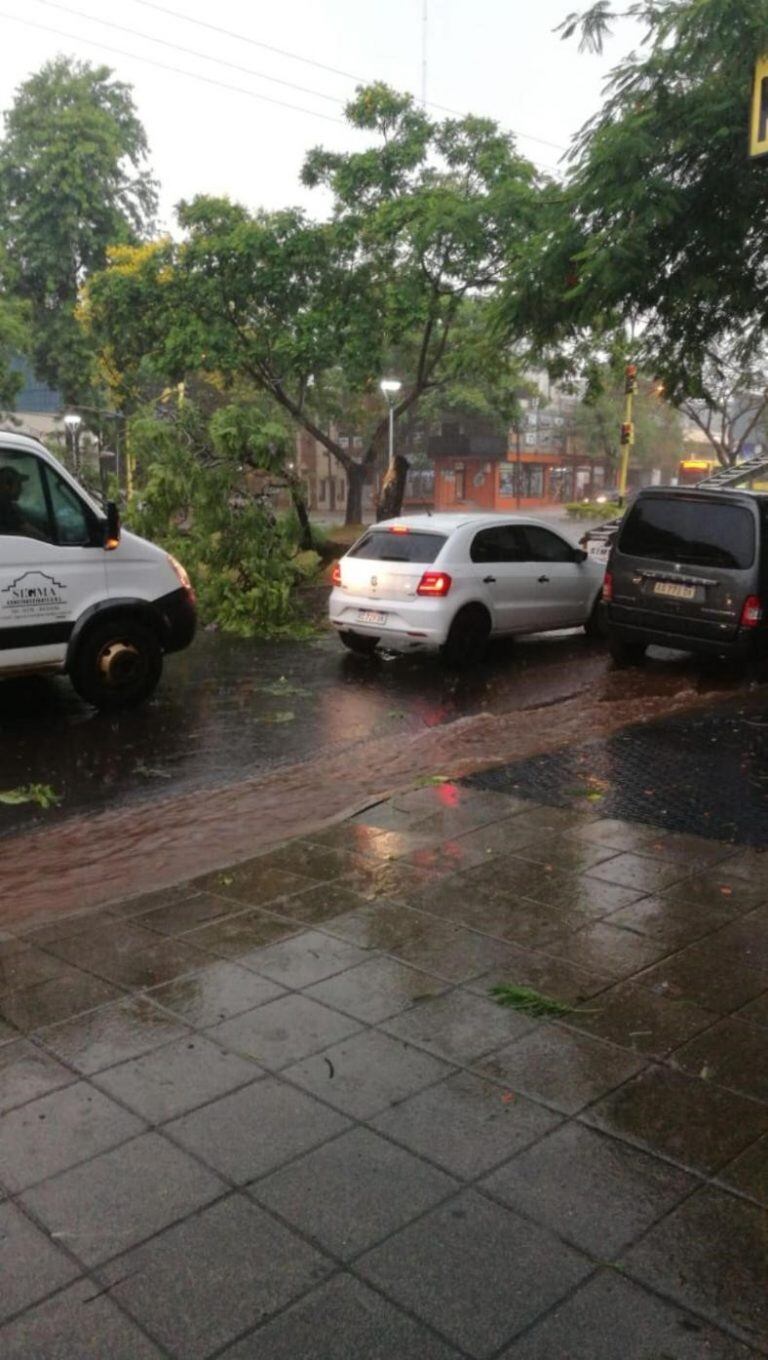 Entre Mitre y Rademacher un rayo partió al medio un árbol.