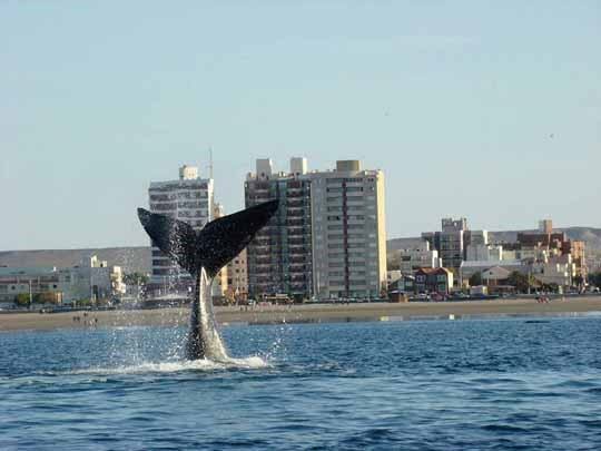 Madryn recibe todos los años a las ballenas.