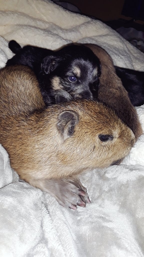 El tierno carpincho que convive entre perros (Foto: Twitter/milyytabares42).