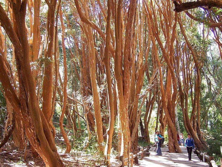 Parque Nacional Los Arrayanes (Web)