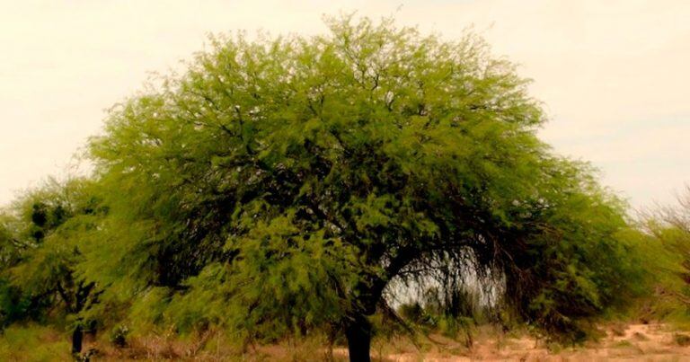 Quebracho colorado santiagueño.