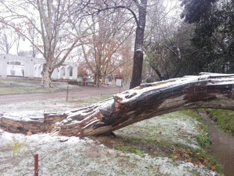 El norte cordobés en San Pedro y Tulumba se vio sorprendido por una intensa nevada este jueves.