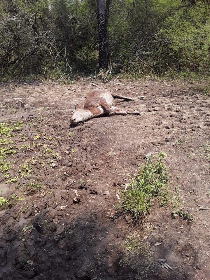 Los animales no tienen agua o pasturas para alimentarse