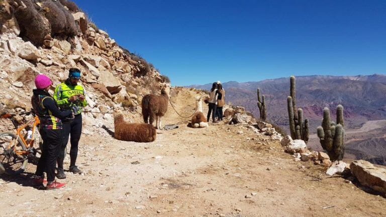 Un recorrido por los cerros de la Quebrada de Humahuaca con llamas, una experiencia que interesa a viajeros del mundo.