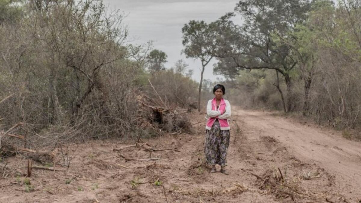 La Justicia ordenó detener el desmonte en el Chaco