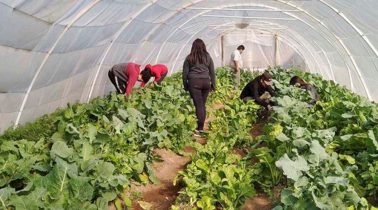 Lo que producen en la huerta lo venden en la feria del Parque Oliver (Vía Santa Rosa)