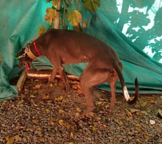 Uno de los galgos recuperados.