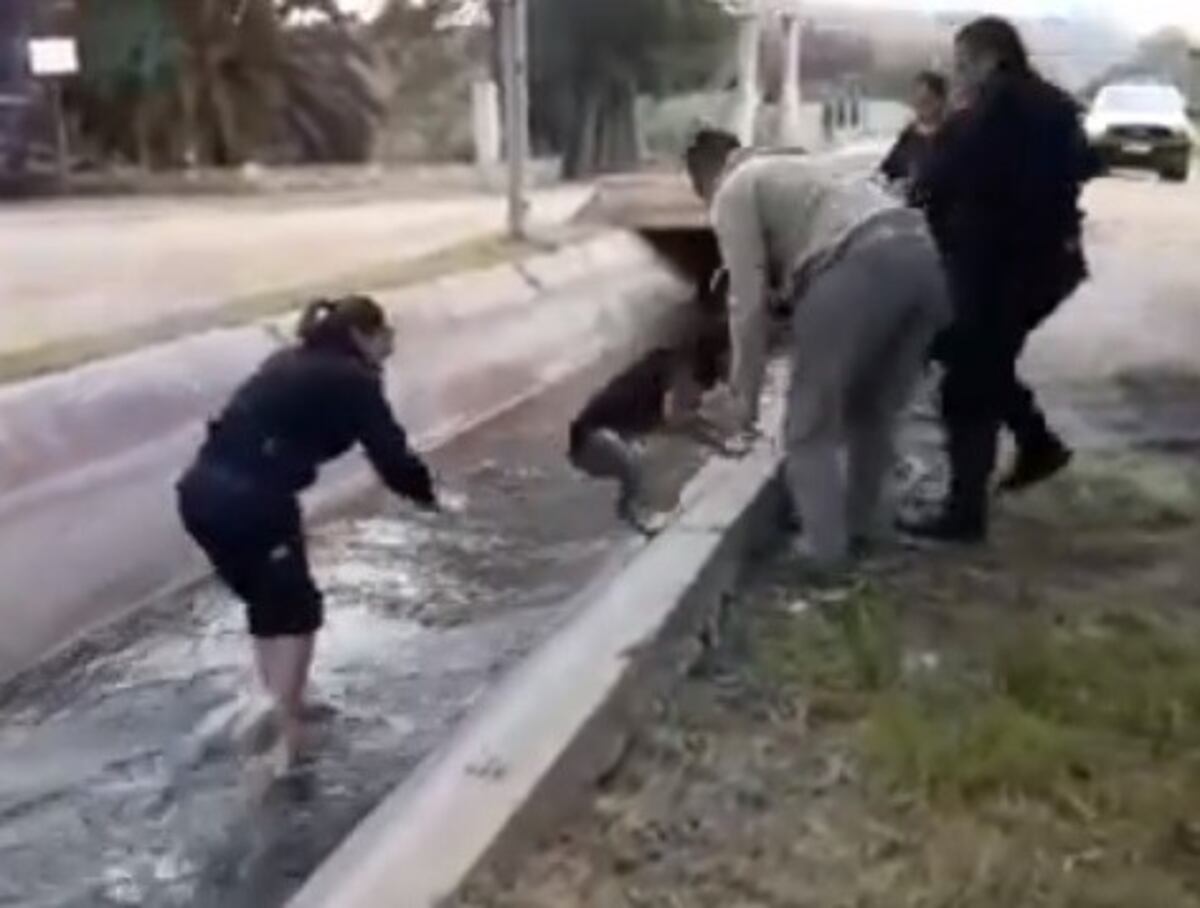 Salvaron a un perro que se había caído a un canal