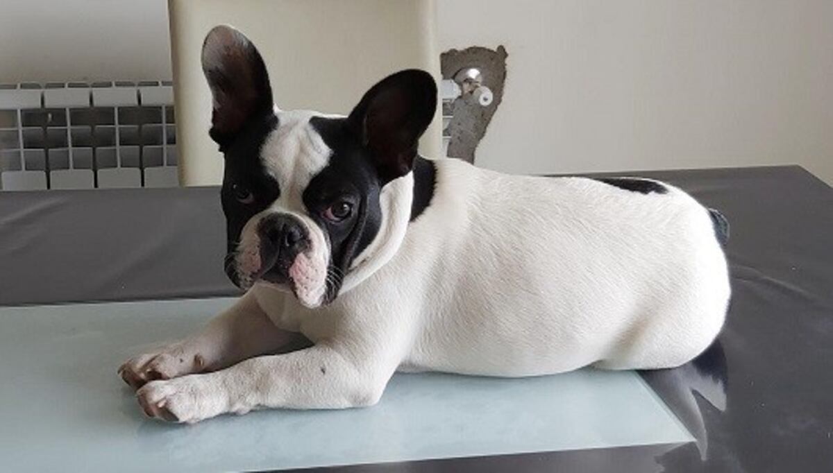"Dos lucas" y un fernet: la recompensa para quien le devolvió a su perro "Vitto"
