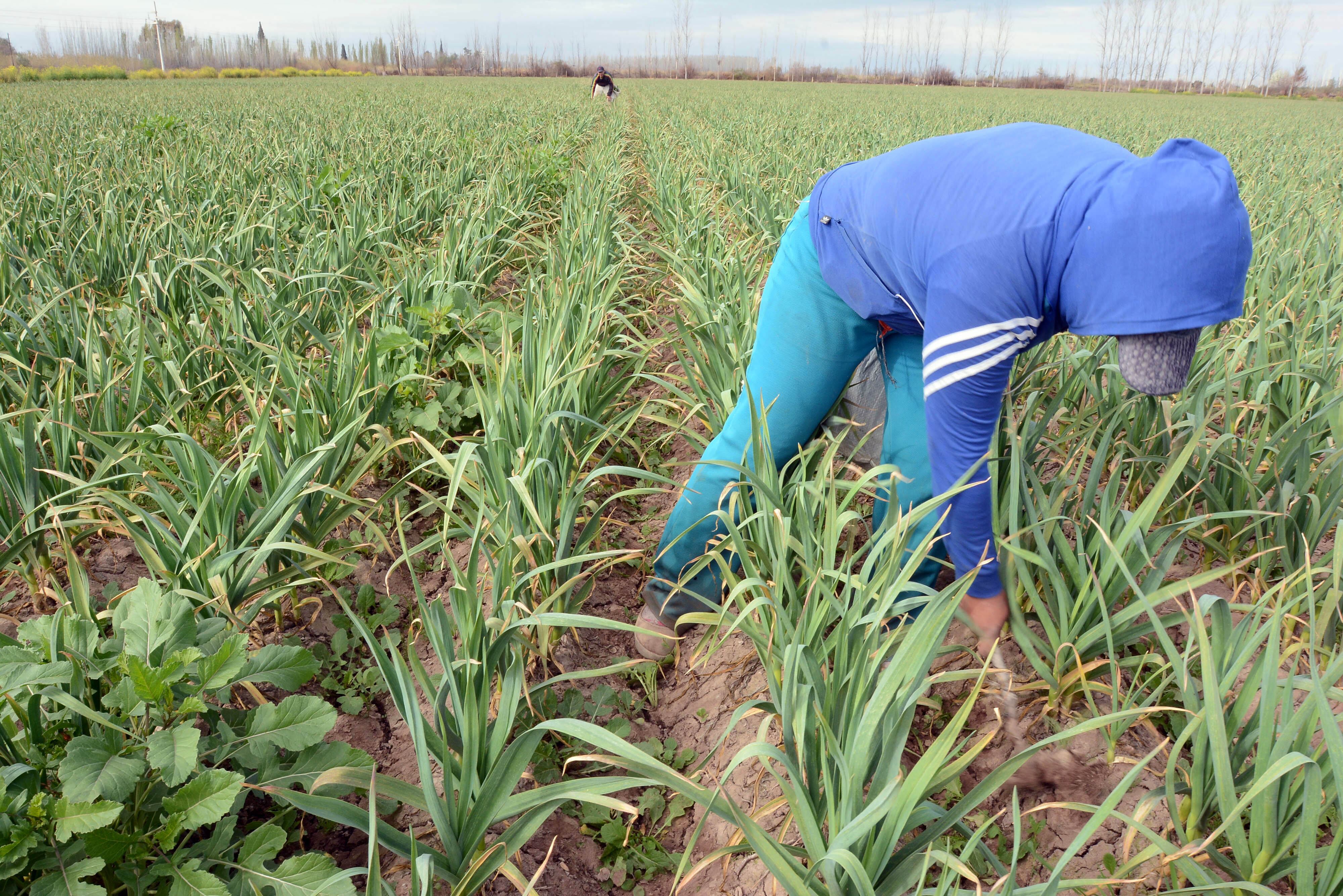 Se busca jerarquizar la tarea del productor y generar nuevos puestos de trabajo.