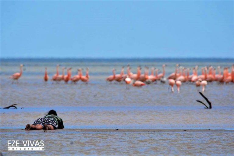 Hugo Giraudo tirado en el barro para no ser visto por los flamencos y poder fotografiarlos