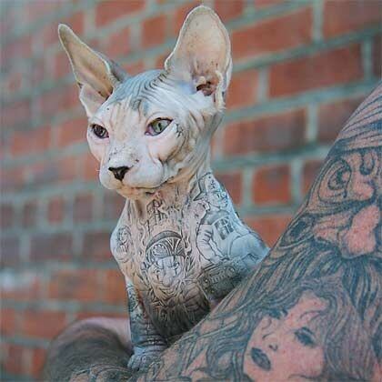 Polémica por una nueva tendencia que propone tatuar a los gatos