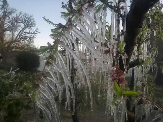 Heladas en Ciruelos.