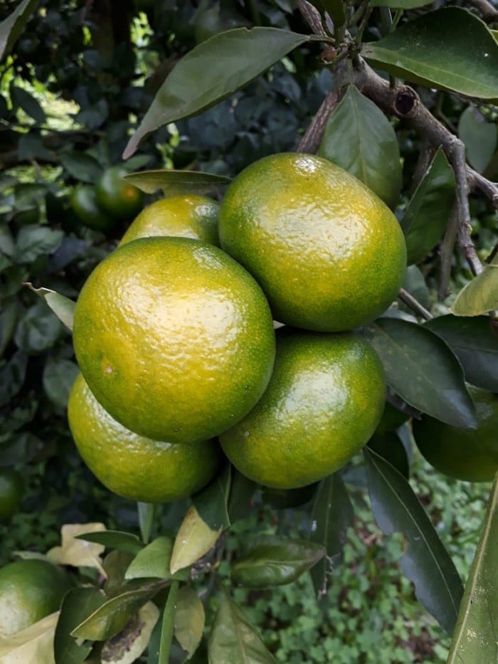 Mandarinas a poco días de la cosecha