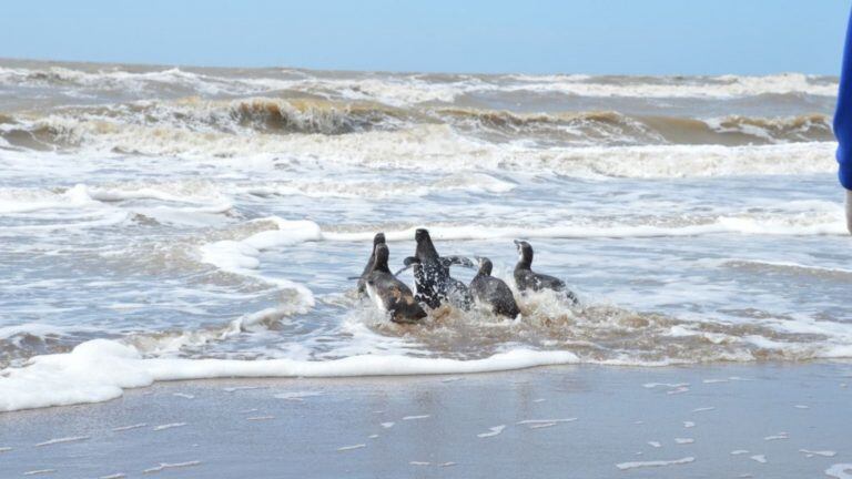 Emotivo regreso al mar de siete pingüinos (web).