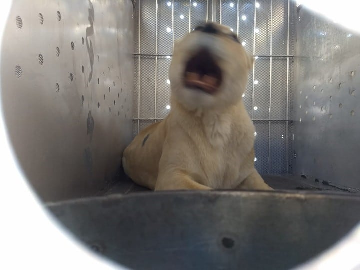 Gino se despereza en su caja, al llegar al santuario en el que pasará el resto de sus días.